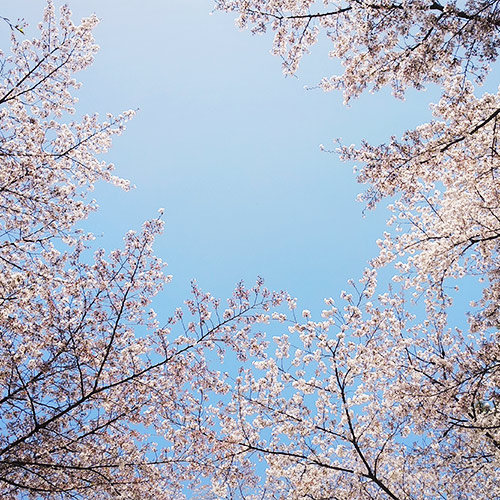 お花見で、お顔も確認